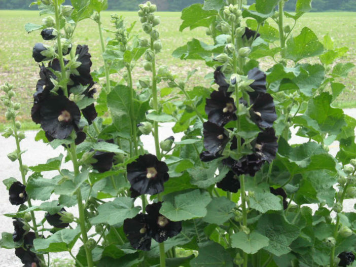 Alcea rosea 'Nigra' (Hollyhock)