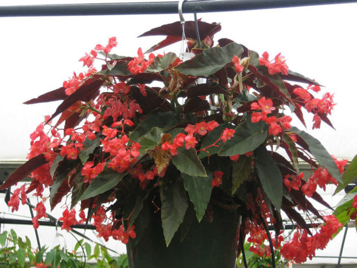 Begonia coccinea - Scarlet Begonia