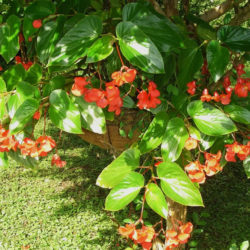 Begonia coccinea (Scarlet Begonia) - World of Flowering Plants