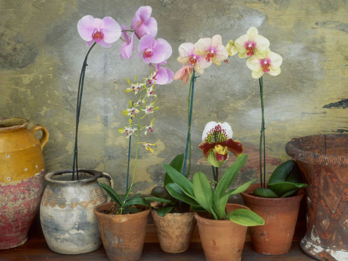Better Blooming Orchids