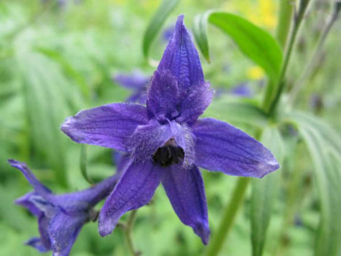 Delphinium barbeyi - Subalpine Larkspur