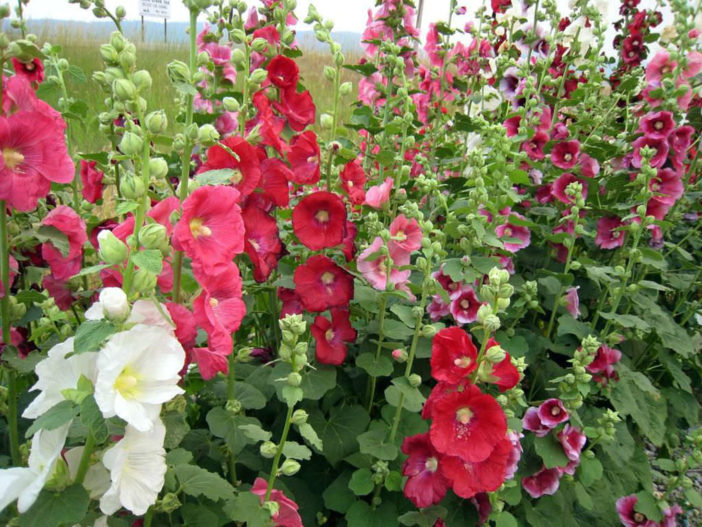 Care Hollyhocks