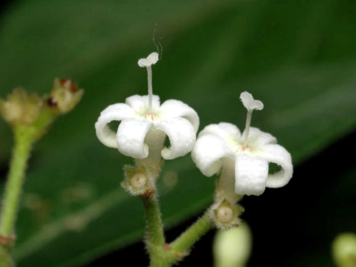 Psychotria loniceroides - Hairy Psychotria