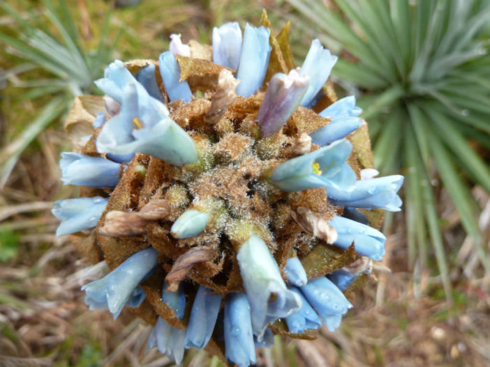 Puya dasylirioides