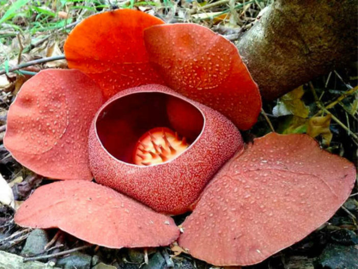 Rafflesia speciosa - World of Flowering Plants