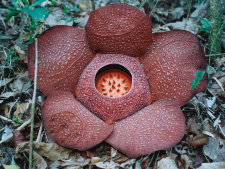 Rafflesia speciosa - World of Flowering Plants