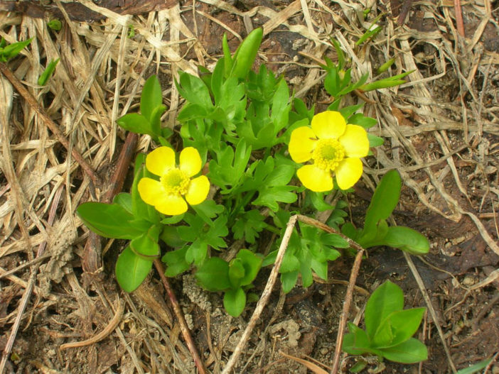 Ranunculus eschscholtzii - Eschscholtz's Buttercup