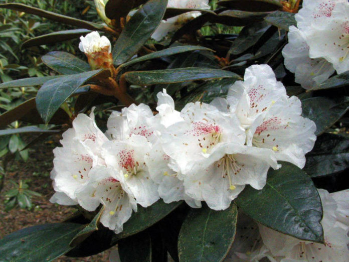 Rhododendron bureavii (Bureau Rhododendron) - World of Flowering Plants