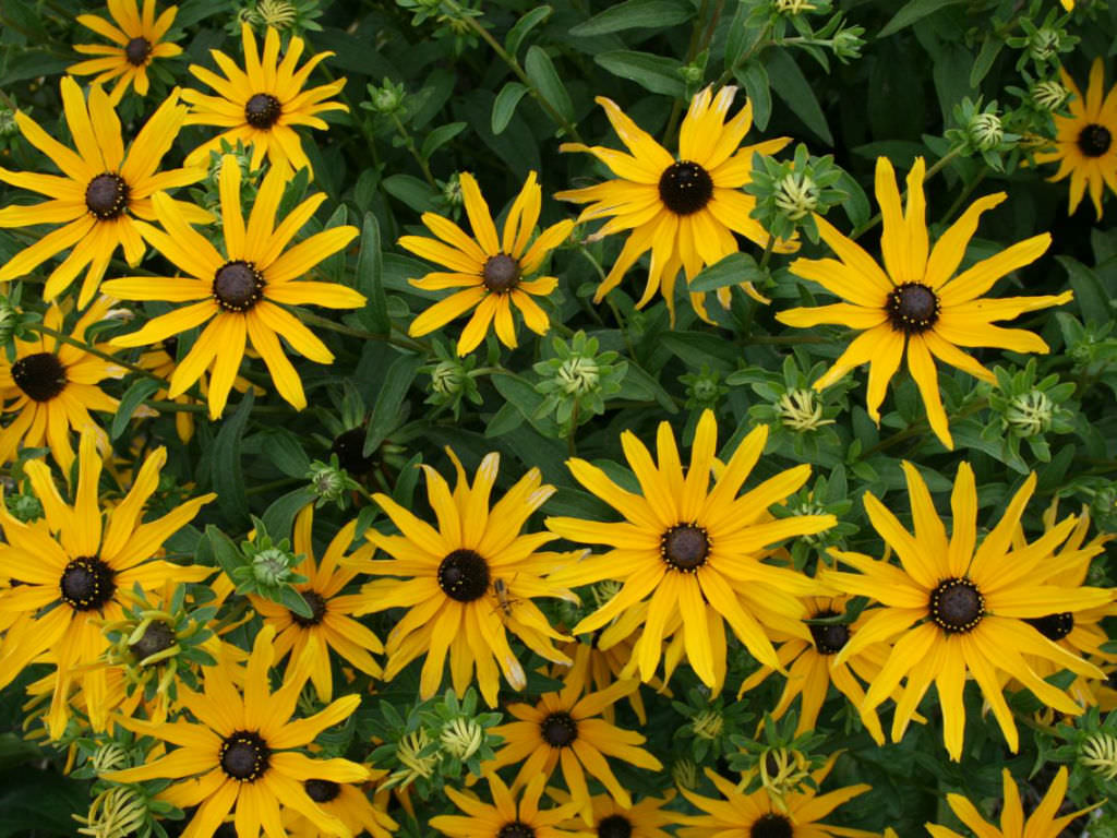 Рудбекия Гелиантус. Rudbeckia fulgida. Рудбекия златоглазка.