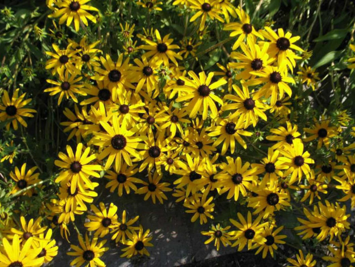 Rudbeckia fulgida var. sullivantii - Sullivant's Coneflower