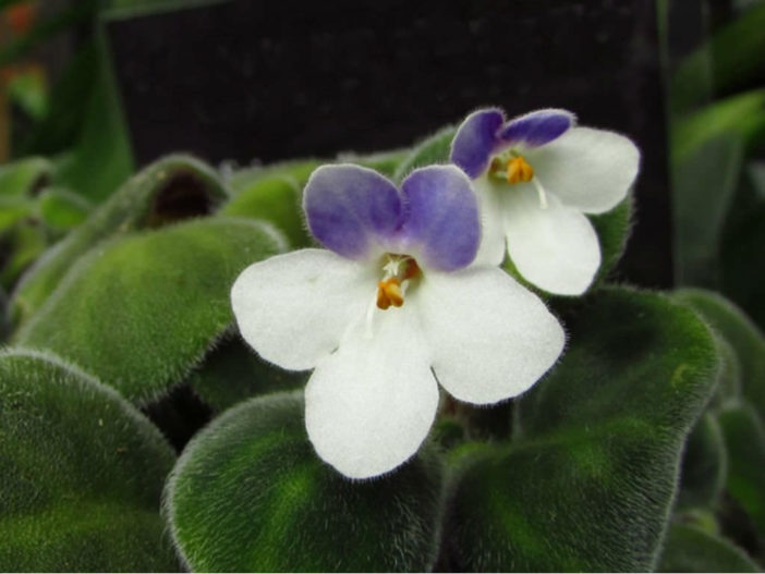 Saintpaulia goetzeana - African Violet