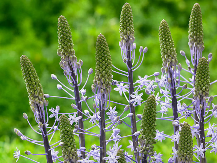 Scilla hyacinthoides - Hyacinth Squill