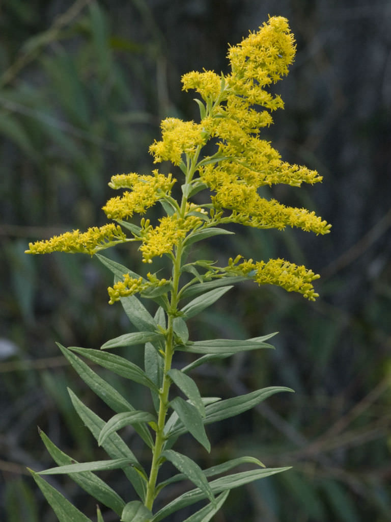 Solidago altissima (Tall Goldenrod) | World of Flowering Plants