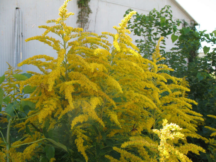 Solidago altissima - Tall Goldenrod