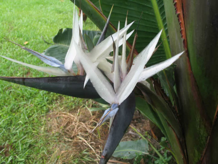 Strelitzia caudata - Mountain Strelitzia