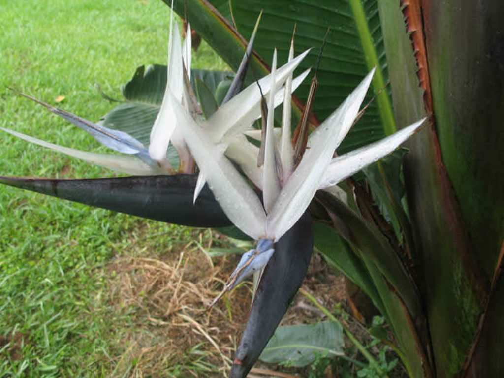 Strelitzia caudata (Mountain Strelitzia) - World of Flowering Plants