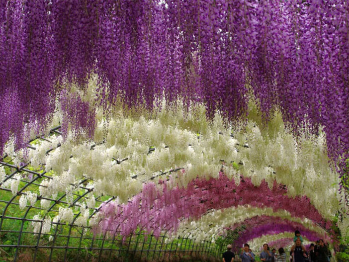 Surreal Wisteria Flower Tunnel