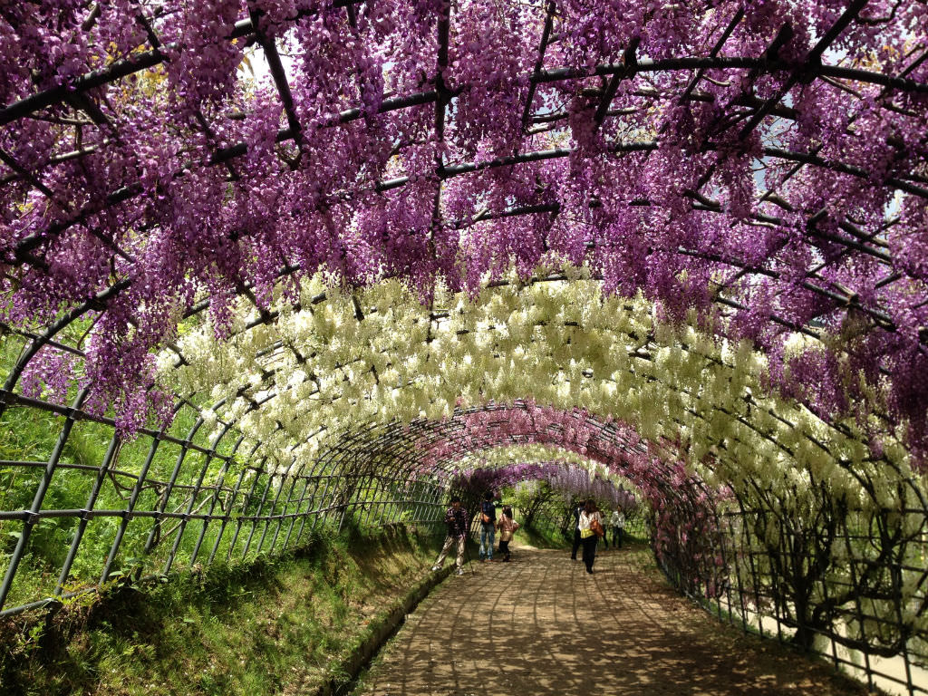 Surreal Wisteria Flower Tunnel in Japan World of Flowering Plants