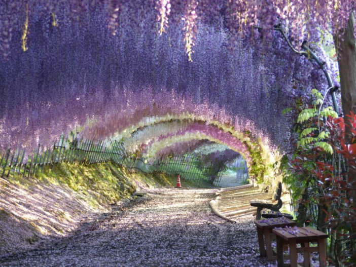 Surreal Wisteria Flower Tunnel