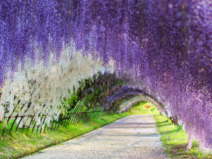 Surreal Wisteria Flower Tunnel In Japan World Of Flowering Plants