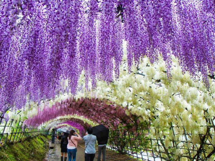 Surreal Wisteria Flower Tunnel