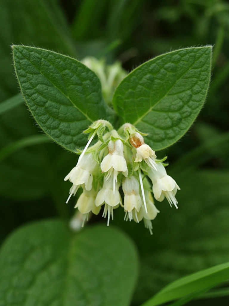 Symphytum Bulbosum Bulbous Comfrey World Of Flowering Plants
