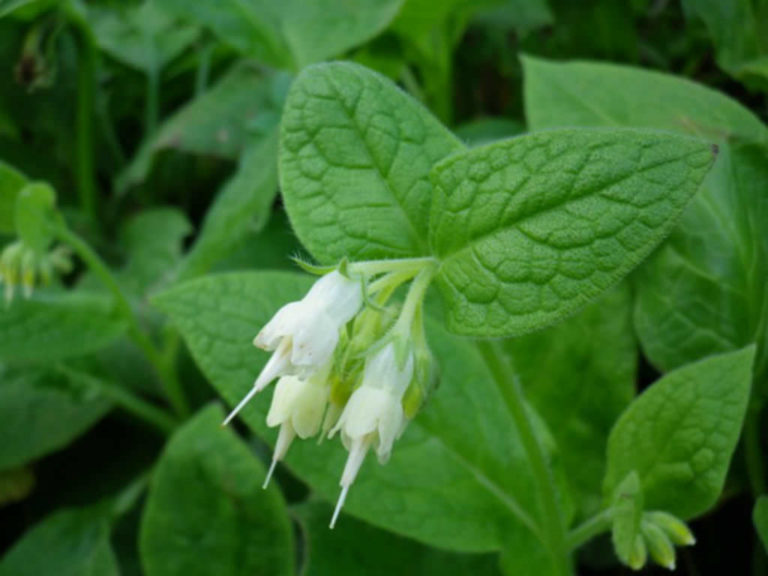 Symphytum Bulbosum Bulbous Comfrey World Of Flowering Plants