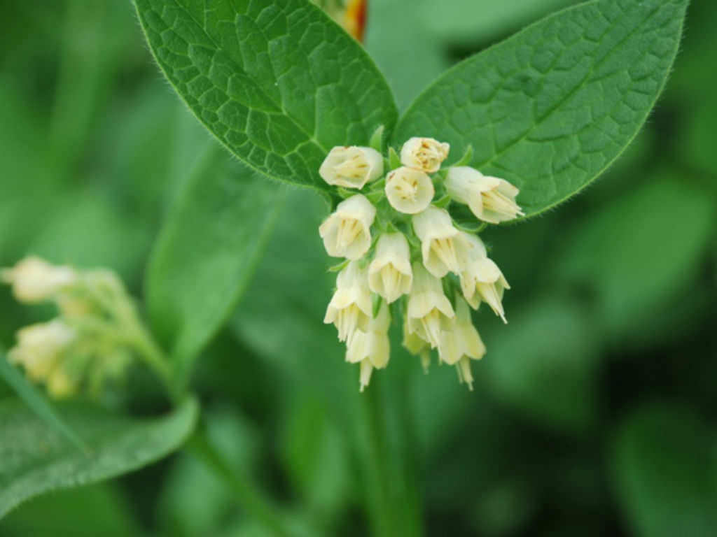 Symphytum Bulbosum Bulbous Comfrey World Of Flowering Plants