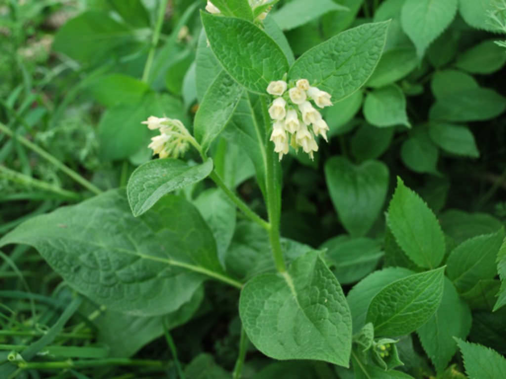 Symphytum Bulbosum Bulbous Comfrey World Of Flowering Plants