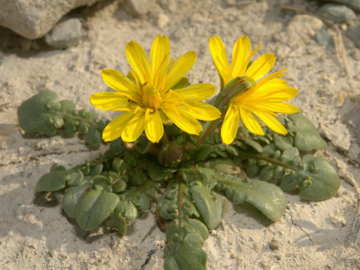 Taraxacum aphrogenes - Paphos Dandelion