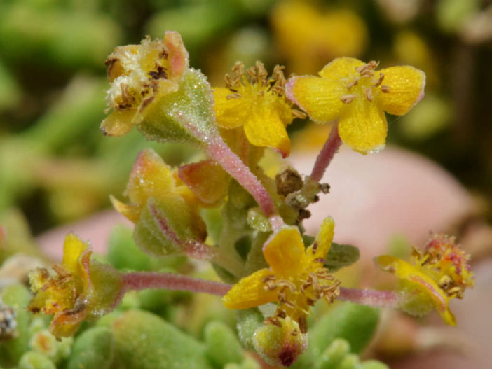 Tetragonia fruticosa