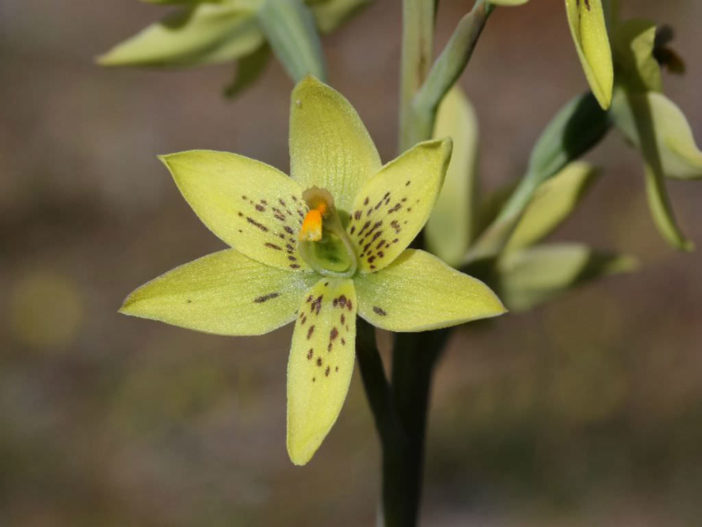 Thelymitra villosa - Custard Orchid