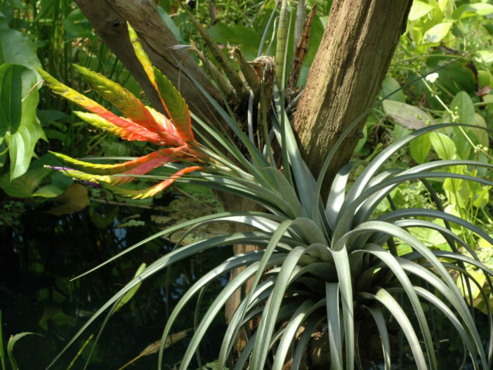 Tillandsia fasciculata - Cardinal Airplant