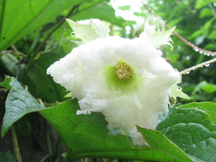 Trichosanthes tricuspidata - Bitter Snake Gourd