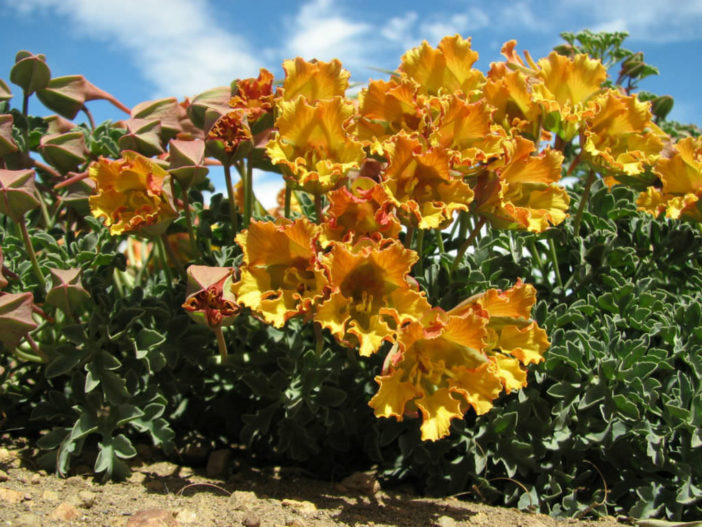 Tropaeolum incisum - Nasturtium