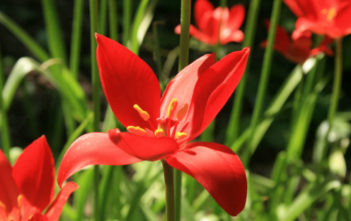 Tulipa sprengeri – Sprenger Tulip Tulipa sprengeri - Sprenger Tulip