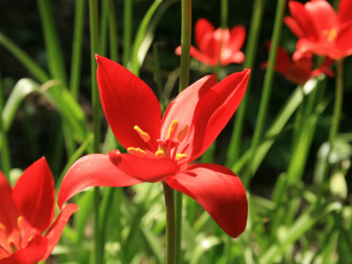 Tulipa sprengeri - Sprenger Tulip