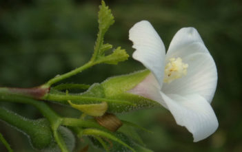 Abelmoschus ficulneus – White Wild Musk Mallow Abelmoschus ficulneus - White Wild Musk Mallow