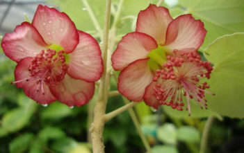 Abutilon menziesii – Ko’oloa’ula Abutilon menziesii - Ko'oloa'ula