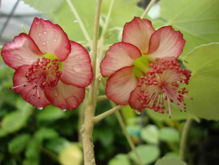 Abutilon menziesii - Ko'oloa'ula