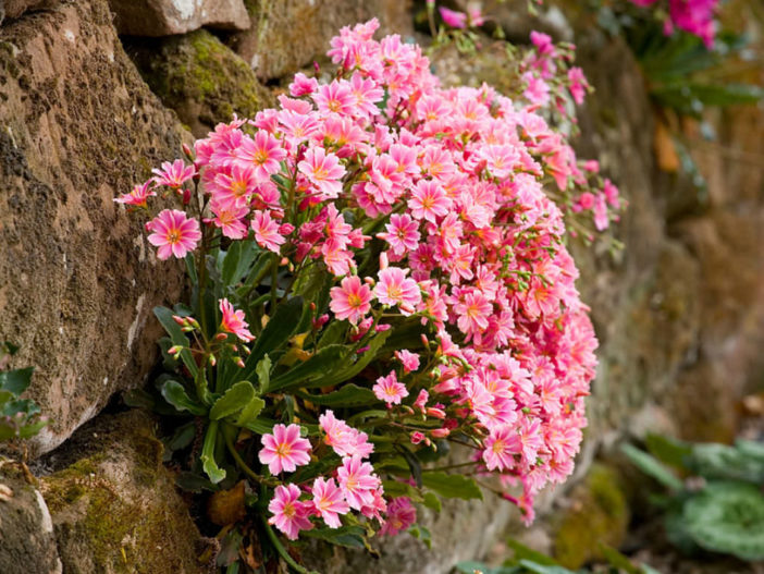 Lewisia cotyledon - Siskiyou Lewisia