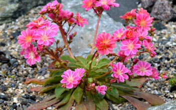 Lewisia longipetala – Truckee Lewisia Lewisia longipetala - Truckee Lewisia