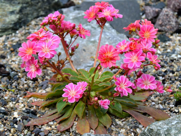 Lewisia longipetala - Truckee Lewisia