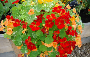 How to Grow and Care for Nasturtiums Care Nasturtiums
