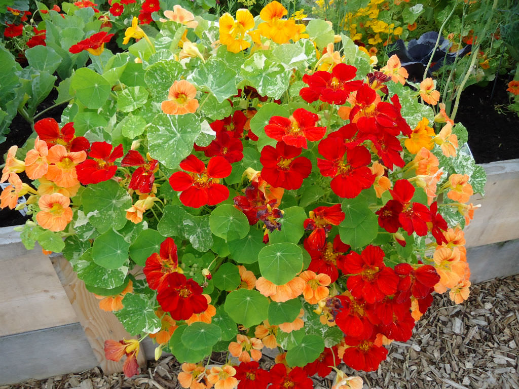 How to Grow and Care for Nasturtiums - World of Flowering Plants