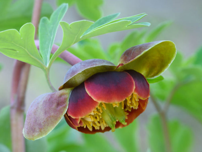 Paeonia brownii (Brown's Peony)