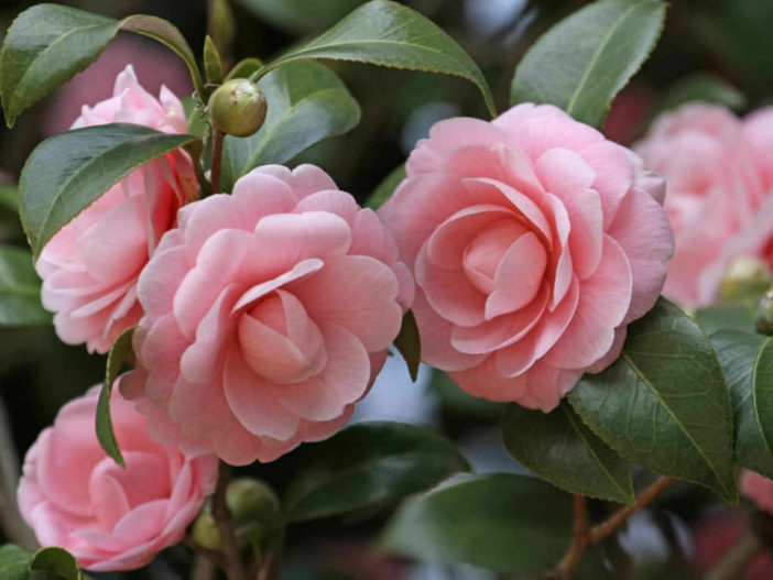 Propagate Camellias