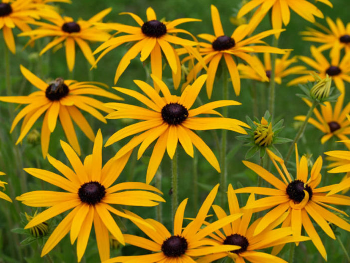 Rudbeckia fulgida var. deamii - Deam's Coneflower