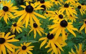 Rudbeckia fulgida var. sullivantii ‘Goldsturm’ – Golden Coneflower Rudbeckia fulgida var. sullivantii 'Goldsturm' - Golden Coneflower