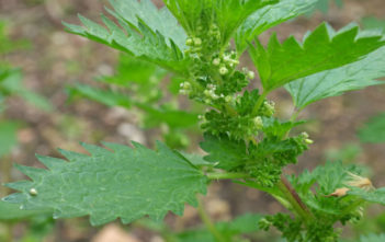Urtica urens – Annual Nettle Urtica urens - Annual Nettle